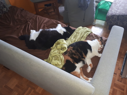 The cats agree to nap in peace