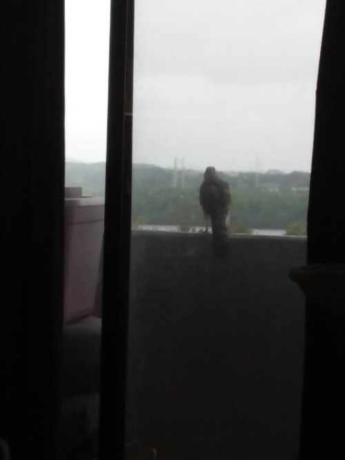 Bird of prey on the balcony edge