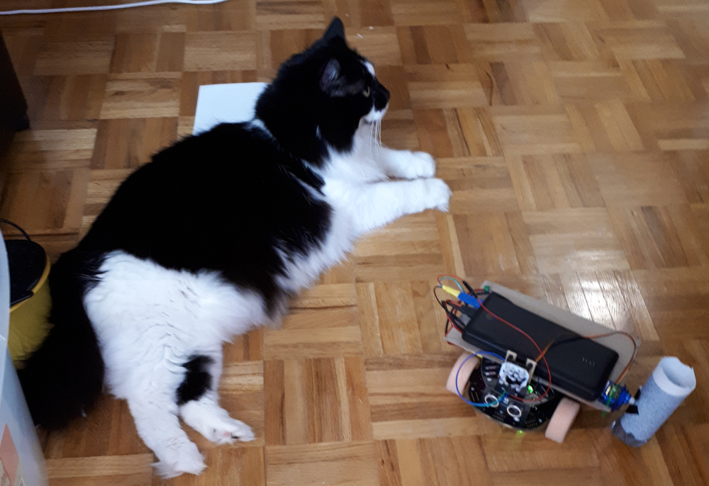 My cat next to the robot