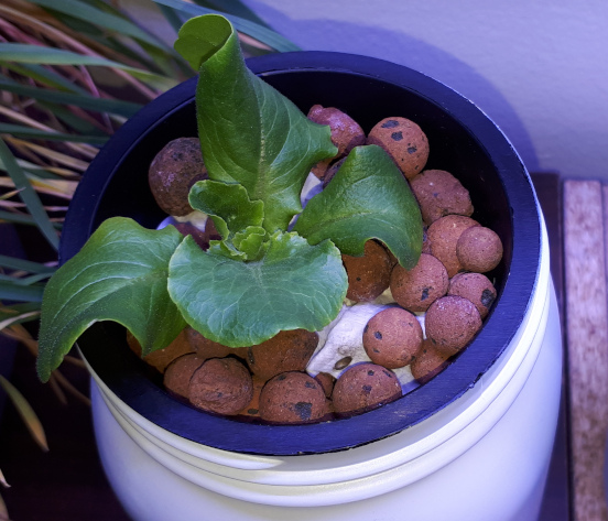 A young lettuce plant anchored in paper towel and clay balls