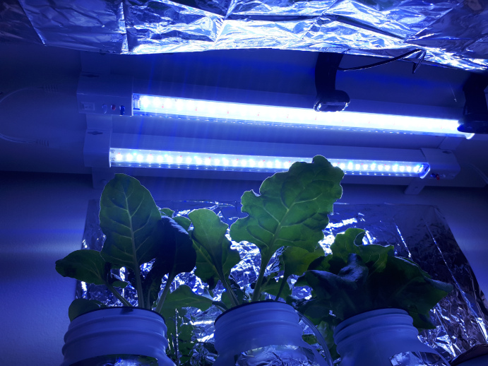 Bright bluish light from the LED grow lights