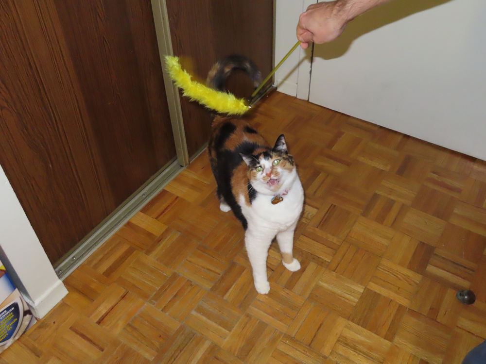 Cat saves time by keeping its mouth open
