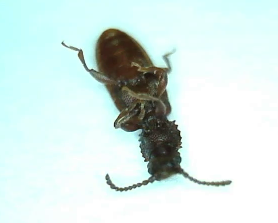 Screenshot of a rice bug on its back
