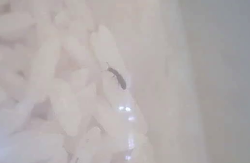 Live bug crawling around in rice