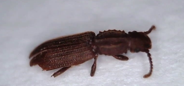 Screenshot of bug on its belly, eyes and carapace visible