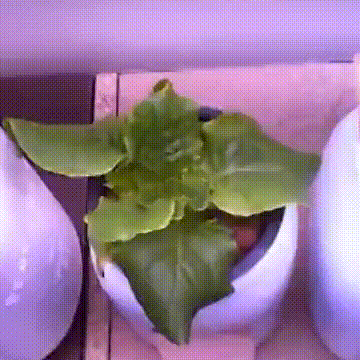 Buttercrunch lettuce over 5 days (days 24 to 29)