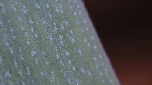 Grass blade close-up